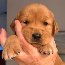 Bubbles - Dark golden female Golden Retriever puppy in Chico, California from Glenmac Goldens