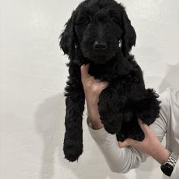 Stella - Black female Goldendoodle puppy in Mesa, Arizona from Schmidt’s Doxies N Doodles