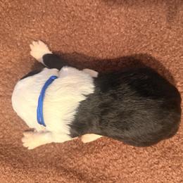 Tucker - Black and white male Old English Sheepdog puppy in Acton, California from Fab OES