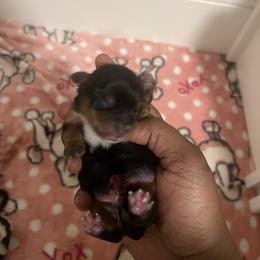 Bart - Black and tan male Yorkshire Terrier puppy in Gastonia, North Carolina from Precious pups dynasty kennel