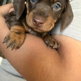 Daisy - Chocolate and tan female Dachshund puppy in Modesto, California from Raws Doxies
