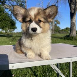 Pembroke Welsh Corgi Puppies from MG Corgis
