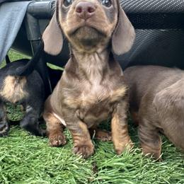 Chocolate and Tan Girl - Chocolate and tan female Dachshund puppy in Newark, Ohio from Freyja’s Legacy Dachshunds