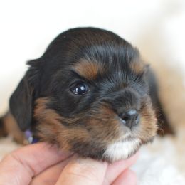 Cavalier King Charles Spaniel Puppies from Diamond Rose Cavalier LLC