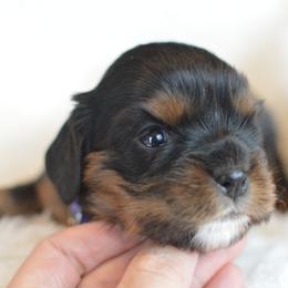 Cavalier King Charles Spaniel Puppies from Diamond Rose Cavalier LLC