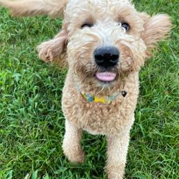 Goldendoodles from Windmill Doodles