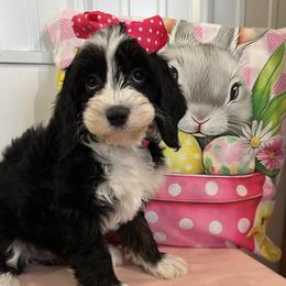 Sweetie Pie - Black and white female Cavapoo puppy in Shipshewana, Indiana from Shelli's Puppies