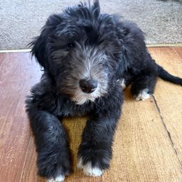 Samantha purple collar - Black and white female Sheepadoodle puppy in Eleva, Wisconsin from Molly’s Doodles