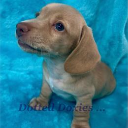 Birdie - Cream female Dachshund puppy in Havana, Florida from Dotted Doxies