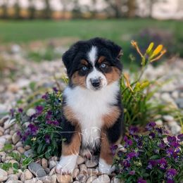 Basil - Black tri female Miniature American Shepherd puppy in Minnesota from Sagamore Miniature American Shepherds