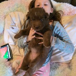 Lexi - Brown and white female Siberian Husky puppy in Meridian, Mississippi from JJ's Huskies