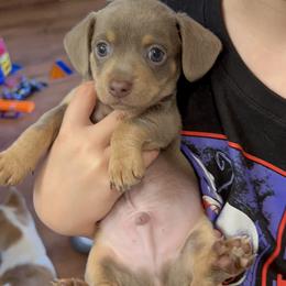 Beautiful baby boy - Fawn (isabella) and cream male Dachshund puppy in Chino Valley, Arizona from Dachshund Family Love Breeders