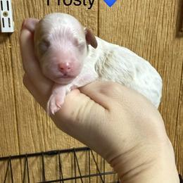Frosty - White male Cavapoo puppy in Greensburg, Kentucky from Doodle Me Crazy