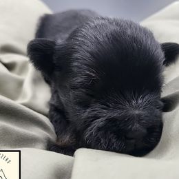 Chester AKC Champion Imported Lines - Black and silver male Miniature Schnauzer puppy in Saratoga Springs, Utah from Happy Beard Schnauzers