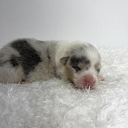 McDreamy - Blue male Pembroke Welsh Corgi puppy in Hillsville, Virginia from Bonderosa Kennels