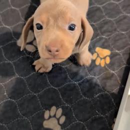 Axel - Gray (blue) male Dachshund puppy in Marshall, Texas from Wilson's Kennels