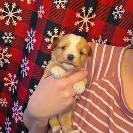 Dark Blonde Male - Gold male Yorkshire Terrier puppy in Lakeland, Florida from You Me & The Yorkies
