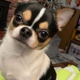 Ace - Chihuahua