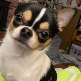 Ace - Chihuahua