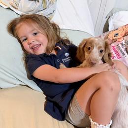 Toodles - Piebald female Dachshund puppy in Prairieville, Louisiana from Southern Barron Danes & Dachshunds