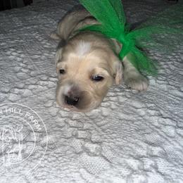 Girl 2 - Merle female Cavapoo puppy in Fayetteville, Arkansas from Silver Hill Farm