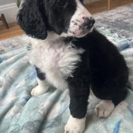 Bernedoodle Puppies from East Coast Bernedoodles