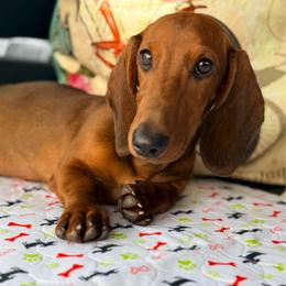 Legend - Dachshund