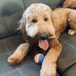 Rose - Goldendoodle