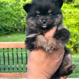 Piper - Black and tan male Pomeranian puppy in Kansas City, Missouri from S&K Pomeranians