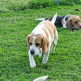 Kate - Beagle