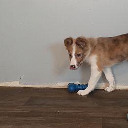 Border Collie Puppies from Lake Ridge Border Collies