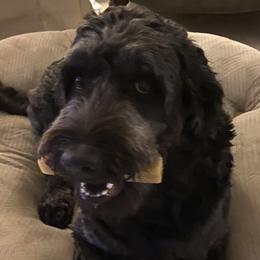 Lena - Goldendoodle