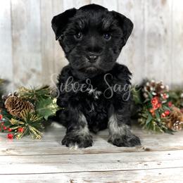 Miniature Schnauzer Puppies from Silver Sage Schnauzers