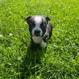 Karissa - Black and white female Boston Terrier puppy in Fillmore, Illinois from Wind Hill Puppies