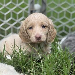 Sky's creamy golden - Cream female Dachshund puppy in Mooresboro, North Carolina from Walker Family Pups