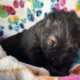 German Shepherd Puppies from Eisenkraft K9’s