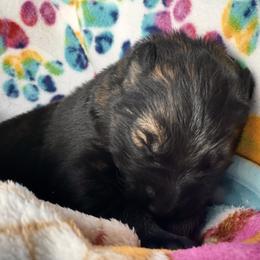 German Shepherd Puppies from Eisenkraft K9’s