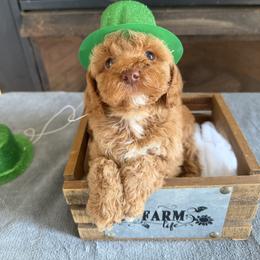 Boy2 - Red male Cockapoo puppy in Connersville, Indiana from MoonShine Babies