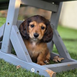 Ember - Red female Dachshund puppy in Lewiston, Idaho from Farmhouse Dachshunds