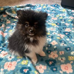 Spaz - Black male Pomeranian puppy in Texas from Tiny Tornado Poms
