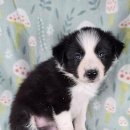 Hoa Hoa - Black and white male Border Collie puppy in Chicora, Pennsylvania from Riverwood