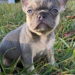 Cane Corso, English Bulldog, and French Bulldog Puppies from Alchemy Guardian Kennel