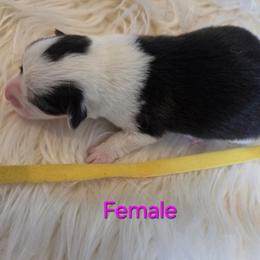 Yellow Female - Black and tan female Pembroke Welsh Corgi puppy in Wayne City, Illinois from Lash Livestock & Corgis