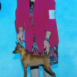 Caroline - Miniature Pinscher