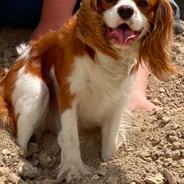 Princess - Cavalier King Charles Spaniel
