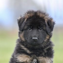 Boy 3 - Black and red German Shepherd puppy in Lincoln, California from Bären des Waldes