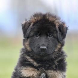 Boy 3 - Black and red German Shepherd puppy in Lincoln, California from Bären des Waldes