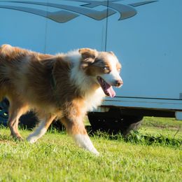 Australian Shepherds from Heartland Aussies