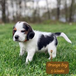 Orange Boy - Black white and tan male Beagle puppy in Grantsville, Maryland from Fable & Fern Beagles