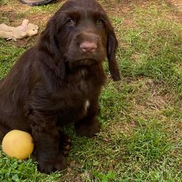 Field Spaniel Puppies from Catera Field Spaniels